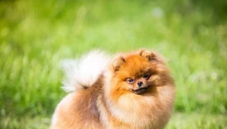 Keeping a spitz in an apartment