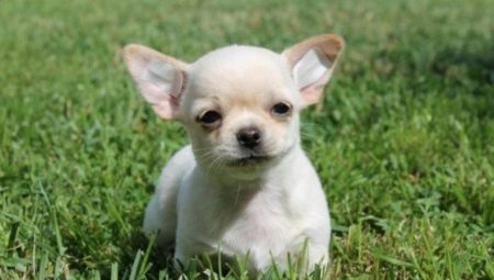 List of nicknames for chihuahua boys