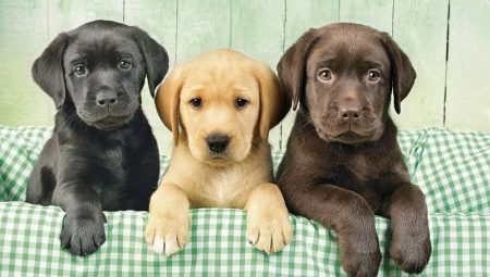 List of nicknames for girl labrador