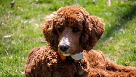 List of Poodle Nicknames