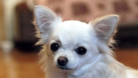 List of popular nicknames for the Chihuahua