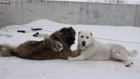 Comparison of Alabaev and Caucasian Shepherd Dogs