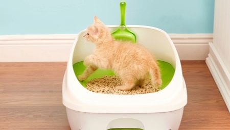 Means for training a kitten to a litter box