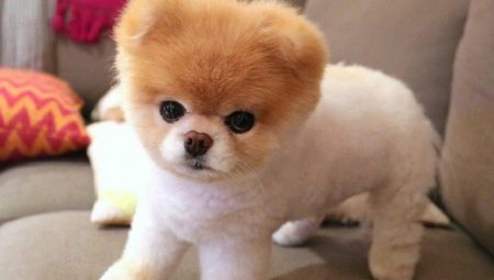Pomeranian haircut for a bear cub: preparation and step-by-step scheme