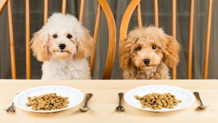 Dry dog food: classes, selection criteria and feeding rules
