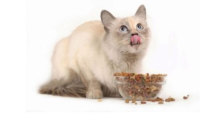 Dry food for sterilized cats: properties, manufacturers, selection and diet