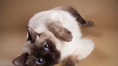 Thai cats: description of the breed, color options and features of the content