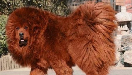 Tibetan Mastiff: characteristics of the breed, secrets of education and care