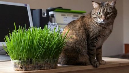 Grass for cats: what do they like and how to grow it correctly?