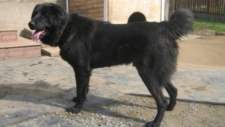 Tuvan shepherd dogs: description of the breed and peculiarities of keeping dogs