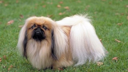 Pekingese care: diet, walking, hygiene procedures