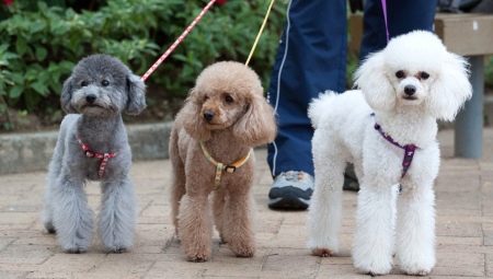 Poodle grooming