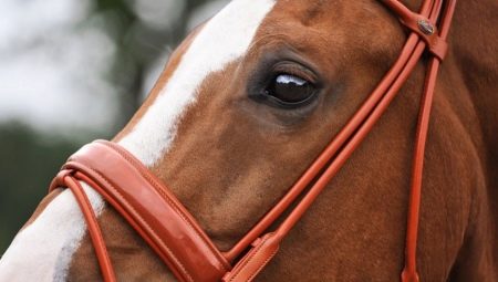 Horse bridles: types and subtleties of choice