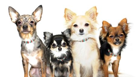 Variations de couleur de Chihuahua