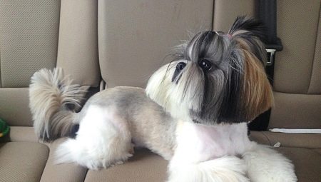 Shih Tzu haircut options