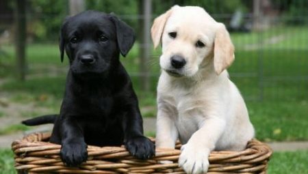Poids du Labrador par mois