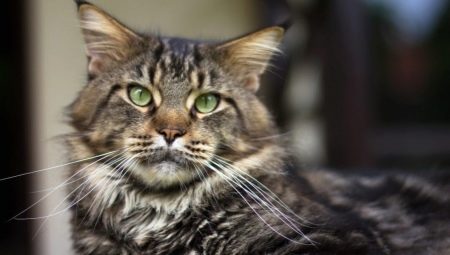 Maine Coon weight by month