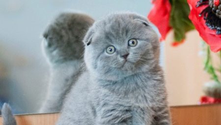 Scottish kitten weight by month