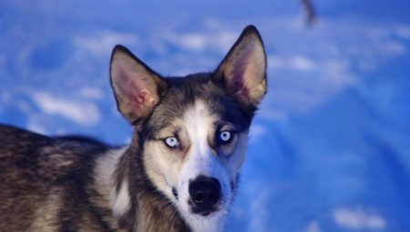 Types of mestizo husky