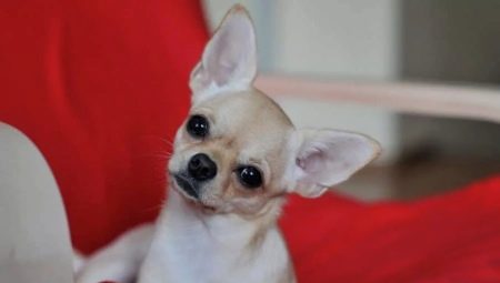 Types of color, maintenance and training of smooth-haired Chihuahuas