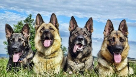 Types of shepherd colors