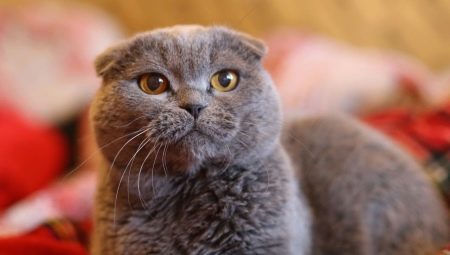 Plier les chats gris