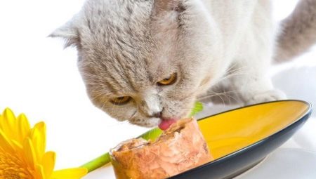 Premium wet cat food: ingredients, brands, choices