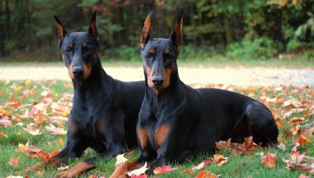 Raising and training a Doberman