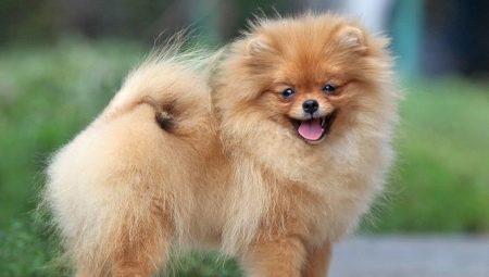 Education and training of a spitz