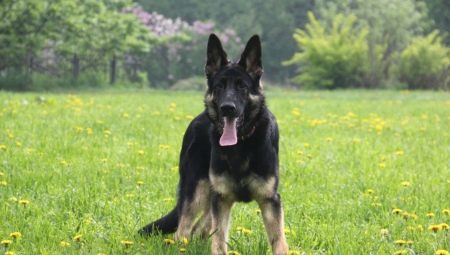 East European Shepherd Dog: breed characteristics and content