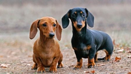 關於侏儒臘腸犬你需要知道的一切