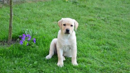 Everything you need to know about a Labrador at 3 months of age