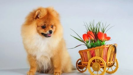 Everything you need to know about red Spitz