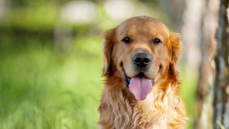 Tout ce que vous devez savoir sur les Golden Retrievers