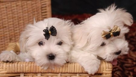 All about lapdogs