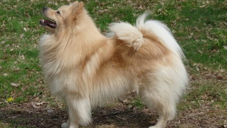 All about the big spitz