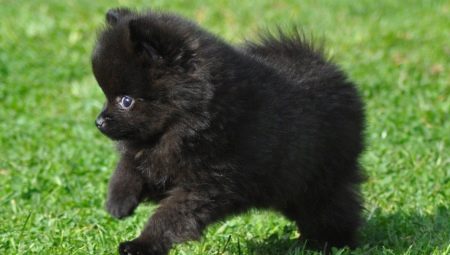 All about the black spitz