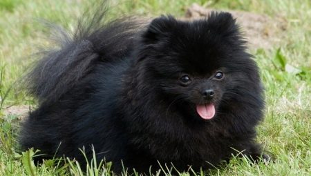 Tout sur la Poméranie noire