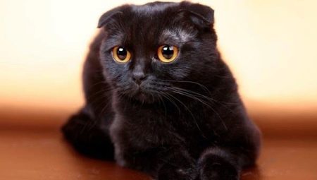 All about black fold cats