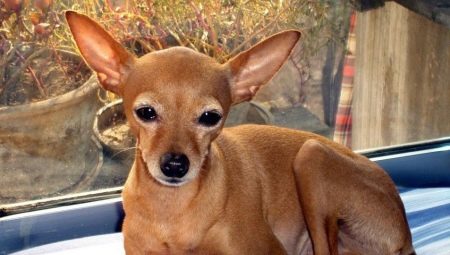Tout sur le cerf de type Chihuahua