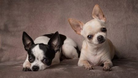 All About the Cobby Chihuahua