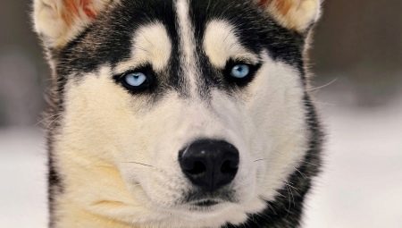 Tout sur les yeux husky