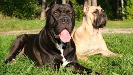 Τα πάντα για την Cane Corso