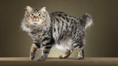 All about American Bobtail cats