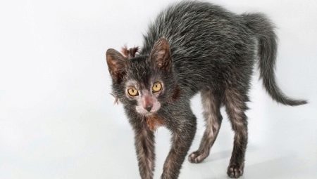 All about Likoy cats