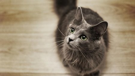All about Nibelung cats