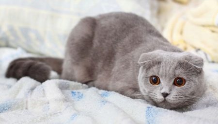 All about gray Scottish cats