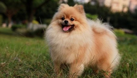 All about Spitz dogs