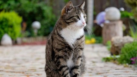 Choosing a nickname for a tabby cat