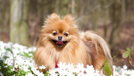 Choosing a nickname for a spitz
